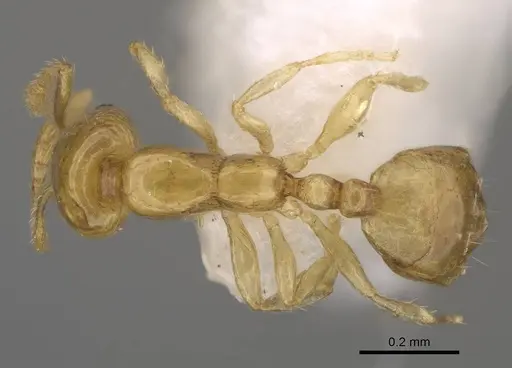 Monomorium clavicorne specimen CASENT0922879 image casent0922879_1