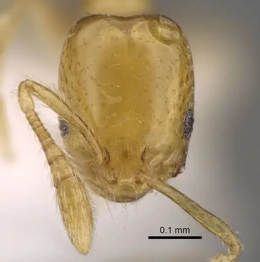 Monomorium clavicorne specimen CASENT0922879 image casent0922879_2