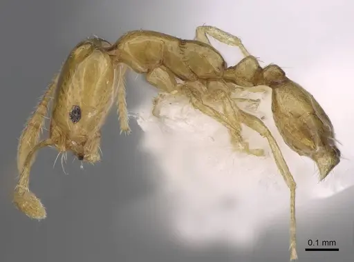 Monomorium clavicorne specimen CASENT0922879 image casent0922879_3