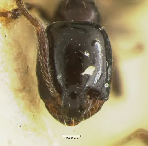 Monomorium compressum specimen CASENT0105633 image casent0105633_1