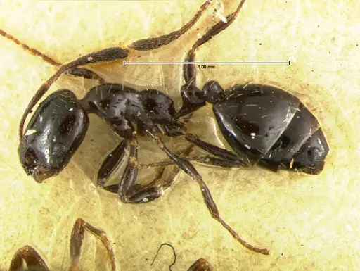 Monomorium compressum specimen CASENT0105633 image casent0105633_2