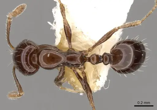 Monomorium compressum specimen CASENT0914397 image casent0914397_1