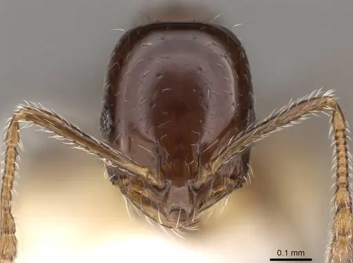 Monomorium compressum specimen CASENT0914397 image casent0914397_2