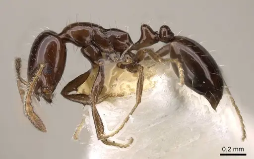 Monomorium compressum specimen CASENT0914397 image casent0914397_3
