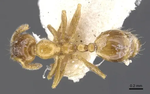 Monomorium crawleyi specimen CASENT0902233 image casent0902233_1