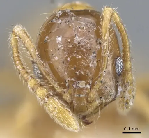 Monomorium crawleyi specimen CASENT0902233 image casent0902233_2