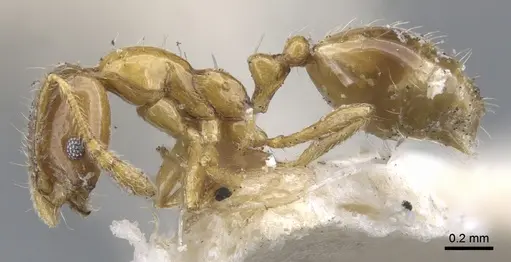 Monomorium crawleyi specimen CASENT0902233 image casent0902233_3
