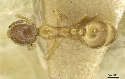 Monomorium crawleyi specimen CASENT0913569 image casent0913569_1