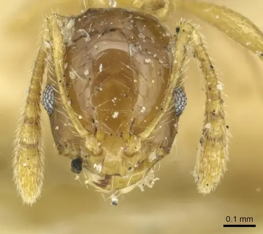 Monomorium crawleyi specimen CASENT0913569 image casent0913569_2