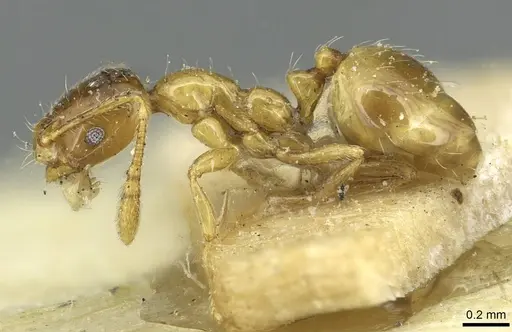 Monomorium crawleyi specimen CASENT0913569 image casent0913569_3