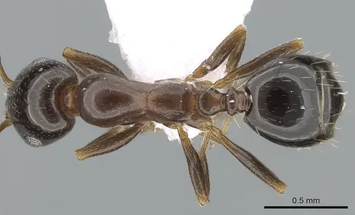 Monomorium creticum specimen CASENT0281548 image casent0281548_1