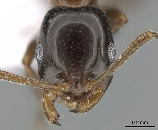 Monomorium creticum specimen CASENT0281548 image casent0281548_2