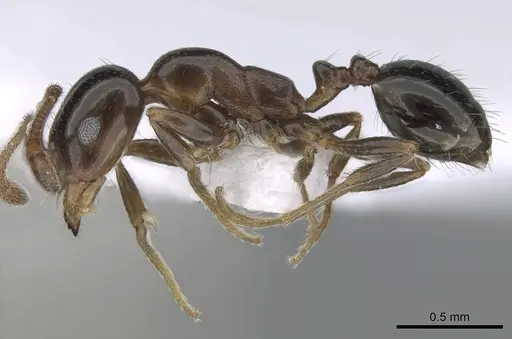 Monomorium creticum specimen CASENT0281548 image casent0281548_3
