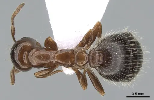 Monomorium creticum specimen CASENT0281549 image casent0281549_1