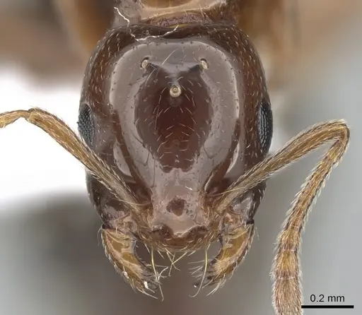 Monomorium creticum specimen CASENT0281549 image casent0281549_2