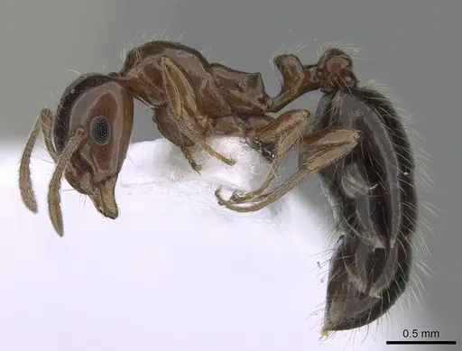 Monomorium creticum specimen CASENT0281549 image casent0281549_3