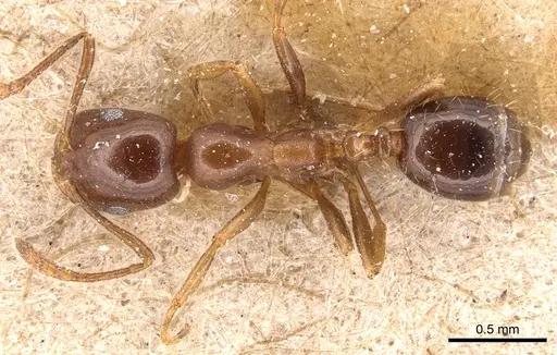 Monomorium creticum specimen CASENT0904603 image casent0904603_1