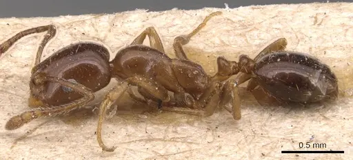 Monomorium creticum specimen CASENT0904603 image casent0904603_3