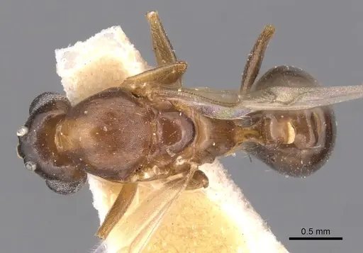 Monomorium creticum specimen CASENT0904612 image casent0904612_1