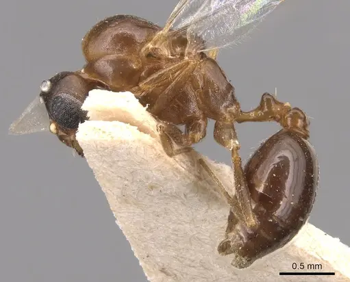 Monomorium creticum specimen CASENT0904612 image casent0904612_3