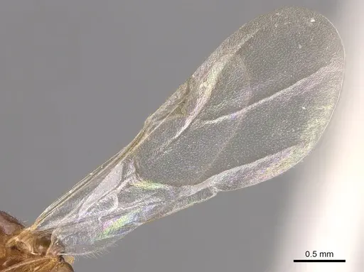 Monomorium creticum specimen CASENT0904612 image casent0904612_4
