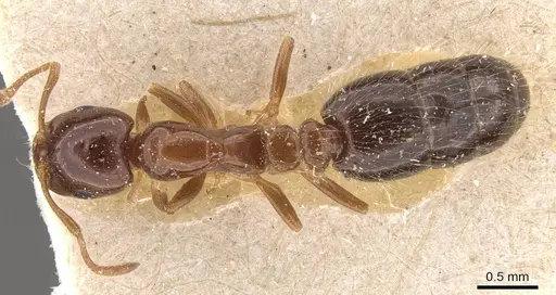 Monomorium creticum specimen CASENT0908775 image casent0908775_1