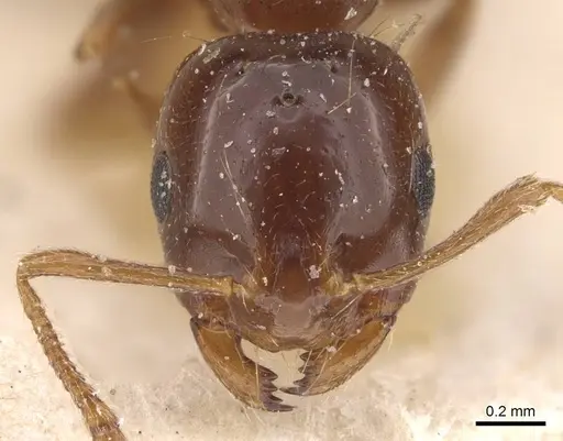 Monomorium creticum specimen CASENT0908775 image casent0908775_2