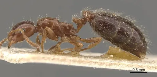 Monomorium creticum specimen CASENT0908775 image casent0908775_3
