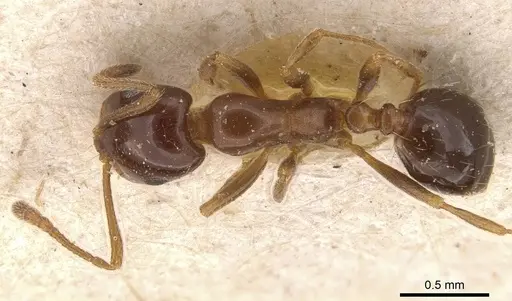 Monomorium creticum specimen CASENT0908776 image casent0908776_1