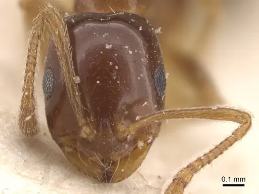 Monomorium creticum specimen CASENT0908776 image casent0908776_2