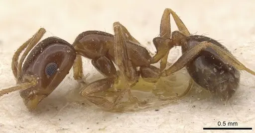 Monomorium creticum specimen CASENT0908776 image casent0908776_3
