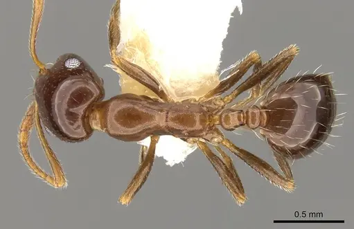 Monomorium creticum specimen CASENT0914316 image casent0914316_1
