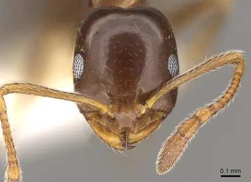 Monomorium creticum specimen CASENT0914316 image casent0914316_2