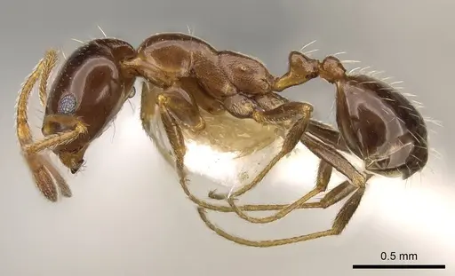 Monomorium creticum specimen CASENT0914316 image casent0914316_3