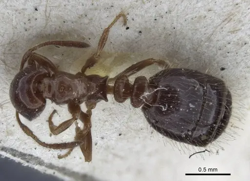 Monomorium creticum specimen CASENT0916612 image casent0916612_1