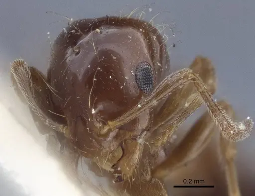 Monomorium creticum specimen CASENT0916612 image casent0916612_2