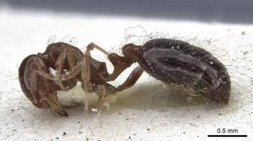 Monomorium creticum specimen CASENT0916612 image casent0916612_3