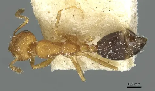 Monomorium dakarense specimen CASENT0913570 image casent0913570_1