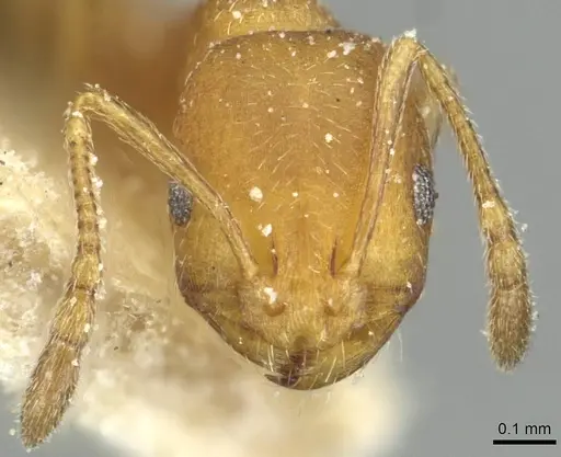 Monomorium dakarense specimen CASENT0913570 image casent0913570_2