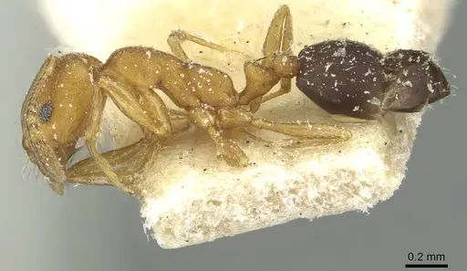 Monomorium dakarense specimen CASENT0913570 image casent0913570_3