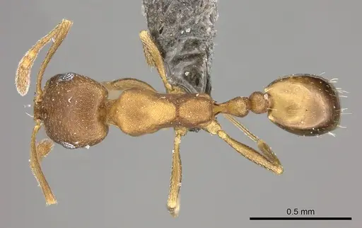 Monomorium damarense specimen CASENT0235922 image casent0235922_1
