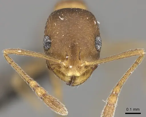 Monomorium damarense specimen CASENT0235922 image casent0235922_2
