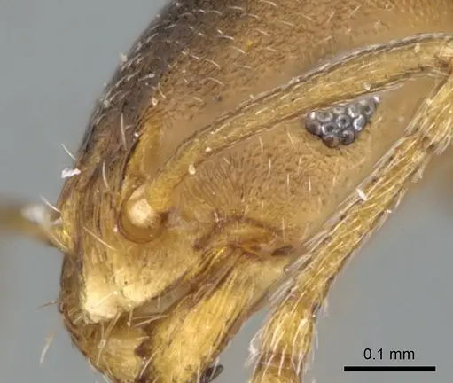 Monomorium damarense specimen CASENT0235922 image casent0235922_3