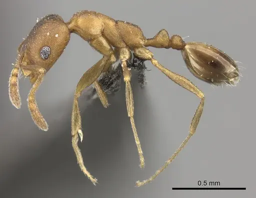 Monomorium damarense specimen CASENT0235922 image casent0235922_4