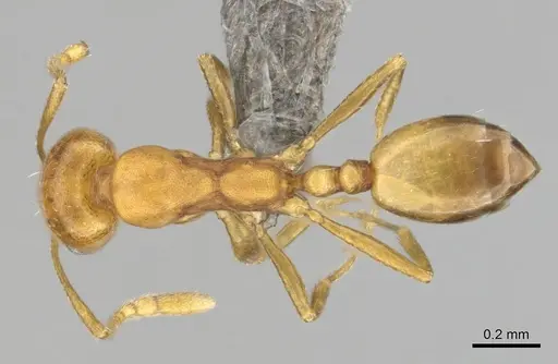 Monomorium damarense specimen CASENT0256697 image casent0256697_1