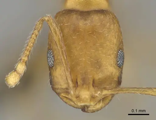 Monomorium damarense specimen CASENT0256697 image casent0256697_2