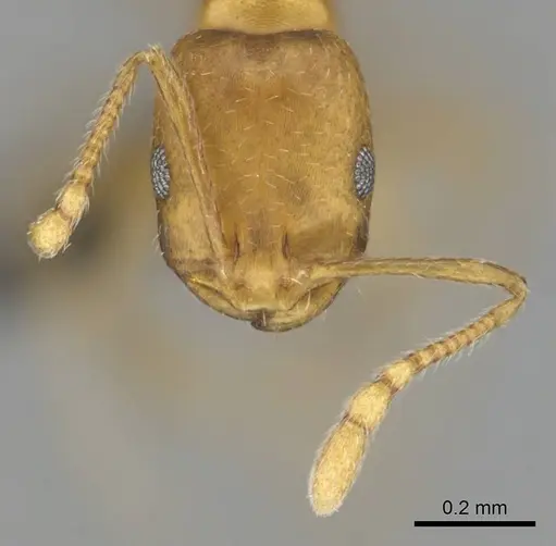Monomorium damarense specimen CASENT0256697 image casent0256697_3