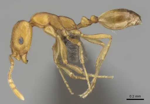 Monomorium damarense specimen CASENT0256697 image casent0256697_4