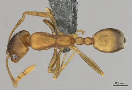 Monomorium damarense specimen CASENT0258370 image casent0258370_1