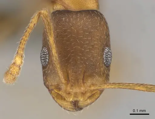 Monomorium damarense specimen CASENT0258370 image casent0258370_2